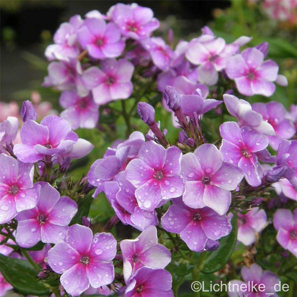 Phlox paniculata 'Swirly Burly'